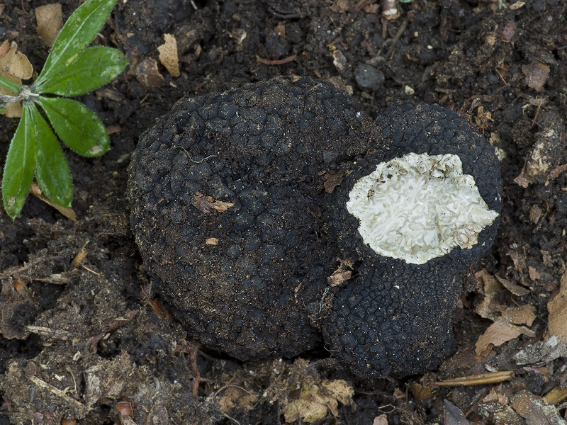 Tuber mesentericum